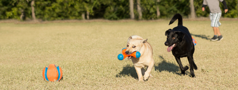 Buy Chuckit! (Fetch toys) Dog Accessories Brand Products Online discount, deals, Coupons, Cashback, Promo Code, Freebies and special Promotional offers in India [Updated-2025]