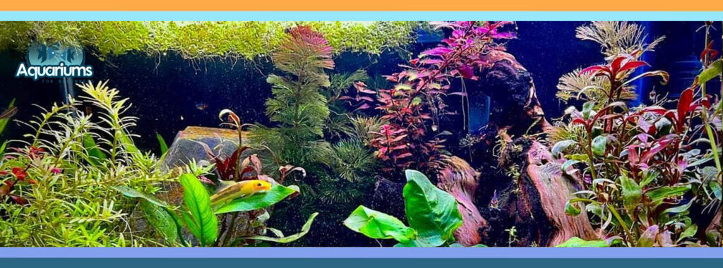 Buy API (Water test kits) Aquarium Supplies Brands Online discount, deals, Coupons, Cashback, Promo Code, Freebies and special Promotional offers in India